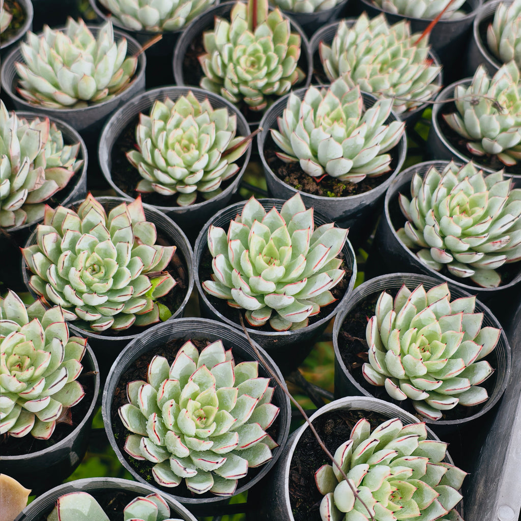 Echeveria ‘Camano'