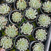 Echeveria ‘Camano'
