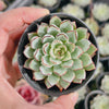 Echeveria ‘Camano'