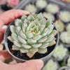Echeveria ‘Camano'