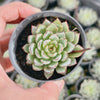 Echeveria ‘Camano'