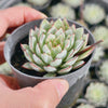 Echeveria ‘Camano'