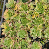 Aeonium 'Green Tea' (w/pup)