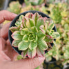 Aeonium 'Green Tea' (w/pup)