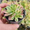 Aeonium 'Green Tea' (w/pup)