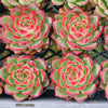 Echeveria Hong-ye | KRF