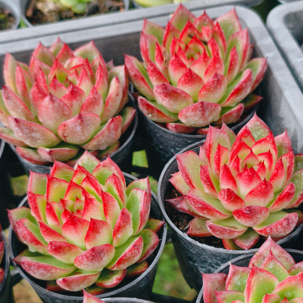 Echeveria Hong-ye | KRF