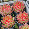 Echeveria Hong-ye | KRF