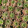 [PACK of 10 PLANTS] x Echeveria 'Golden Bear'