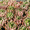 [PACK of 10 PLANTS] x Echeveria 'Golden Bear'