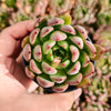 Echeveria 'Golden Bear' | Korea Form