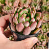Echeveria 'Golden Bear' | Korea Form