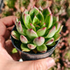 [PACK of 10 PLANTS] x Echeveria 'Golden Bear'