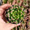 [PACK of 10 PLANTS] x Echeveria 'Golden Bear'