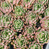 Echeveria 'Golden Bear' | Korea Form