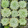 Echeveria Silver Queen Variegated