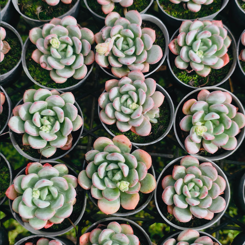 Echeveria 'Lemazzo'