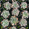 Echeveria 'Lemazzo'