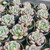 Echeveria 'Lemazzo'