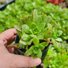Aeonium 'Bronze Medal' (w/pup)