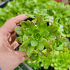 Aeonium 'Bronze Medal' (w/pup)