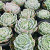 Echeveria Sina