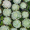 Echeveria Sina