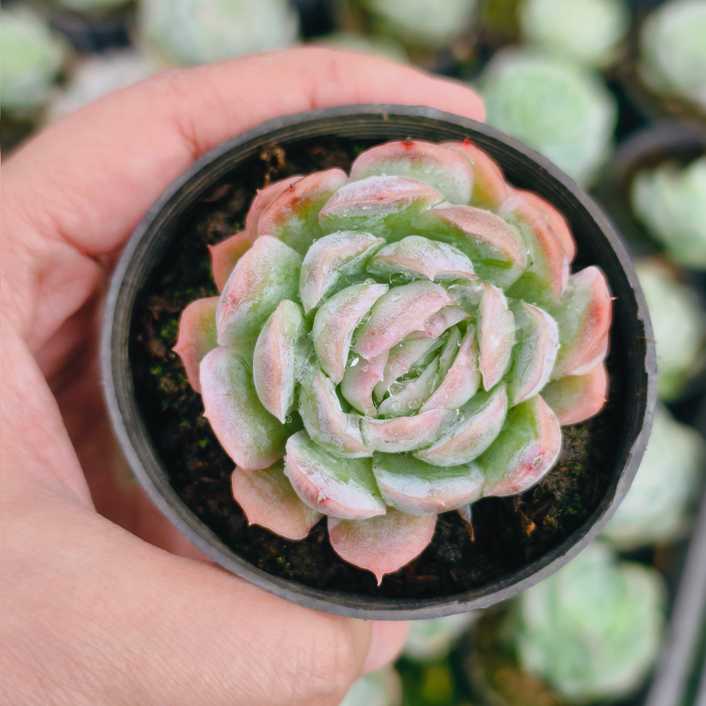 Echeveria Sina