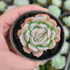 Echeveria Sina