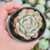 Echeveria Sina