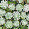 Echeveria Sina