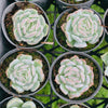 Echeveria Sina