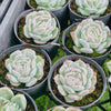 Echeveria Sina
