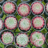 Echeveria Blush