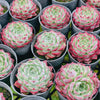 Echeveria Blush
