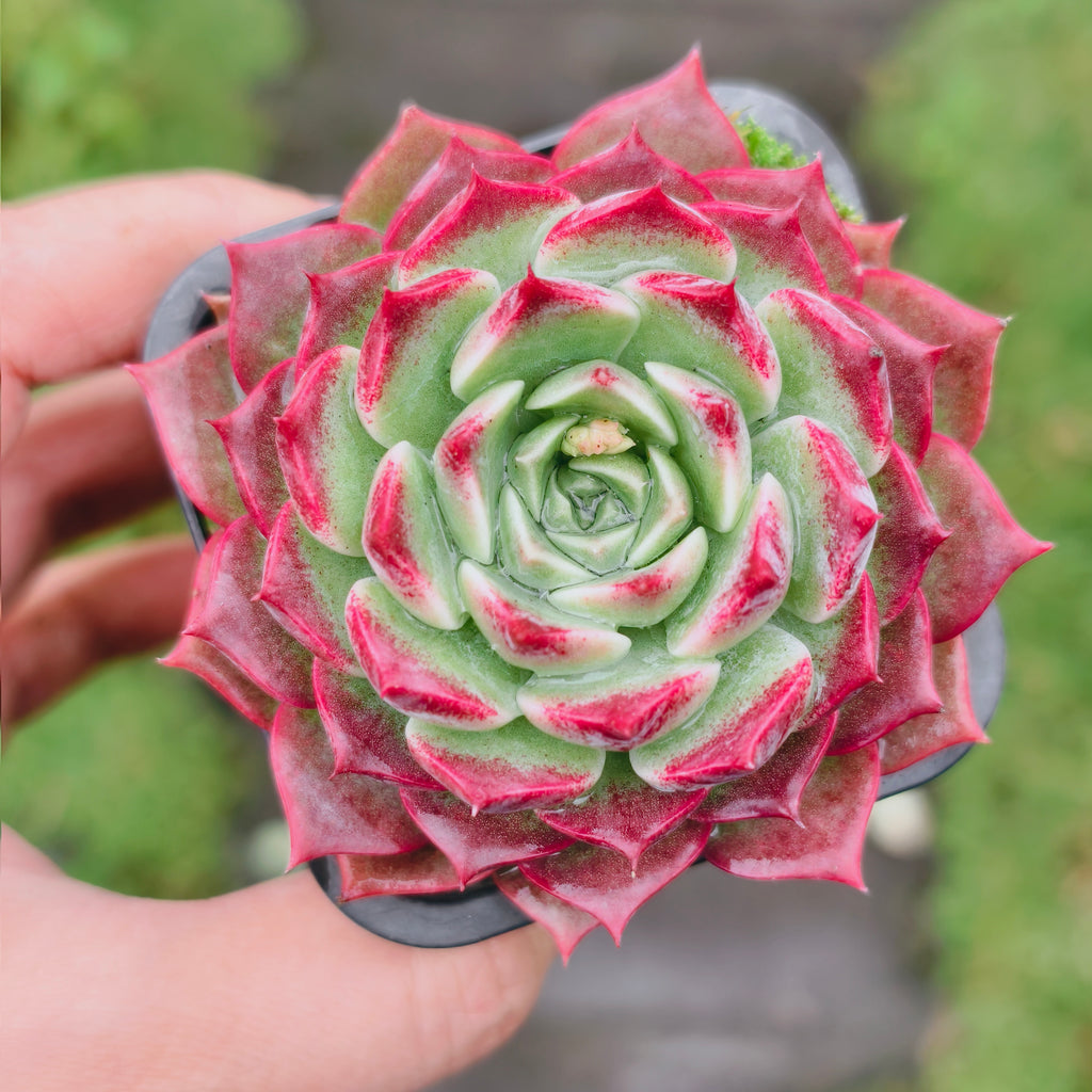 Echeveria Blush