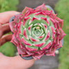 Echeveria Blush