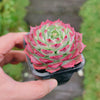 Echeveria Blush