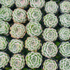 Echeveria Strawberry Ice