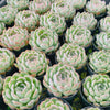 [PACK of 10 PLANTS] x Echeveria Strawberry Ice