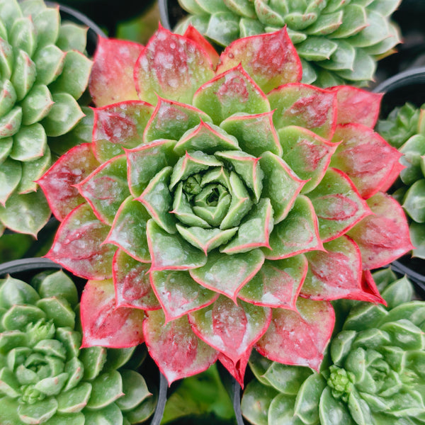 Echeveria Longissima var. Bumps