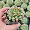 Echeveria Longissima var. Bumps
