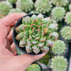 Echeveria Longissima var. Bumps