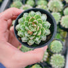 Echeveria Longissima var. Bumps