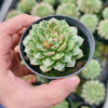 Echeveria Longissima var. Bumps