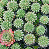 Echeveria Longissima var. Bumps