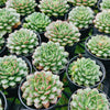 Echeveria Longissima var. Bumps