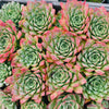 Echeveria Longissima var. Bumps