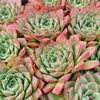 Echeveria Longissima var. Bumps