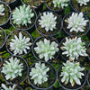 Pachyveria 'Scheideckeri' var. albo-carinata